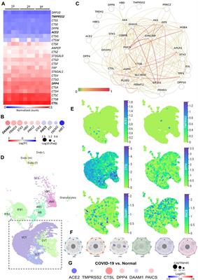 Prediction of Non-canonical Routes for SARS-CoV-2 Infection in Human Placenta Cells